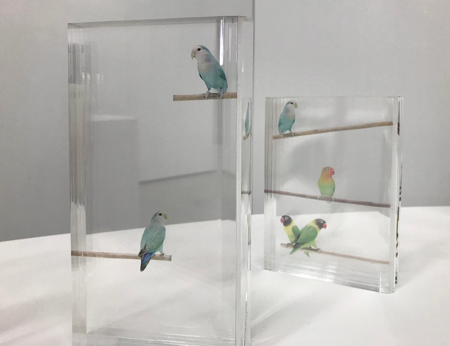 llibraly-color bird<br>acrylic and transfer seal<br>105 x 200 x 32 mm each<br>2019